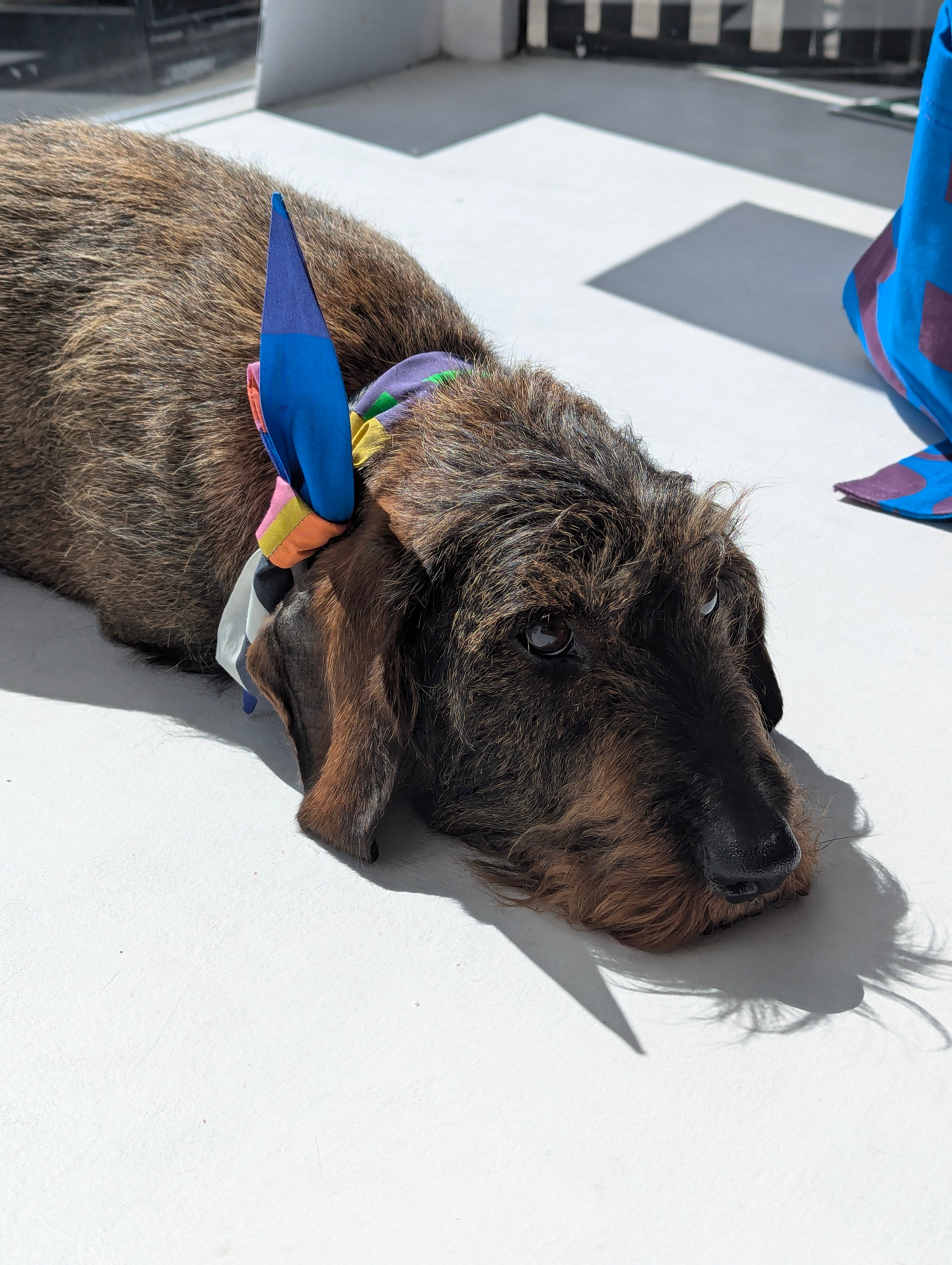 dog wearing colourful collar neck tie